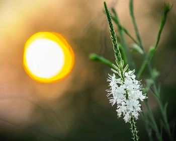 Close-up of white flowering plant