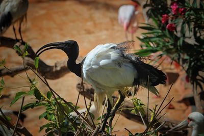 Close-up of bird perching on plant