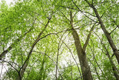 Low angle view of trees in forest