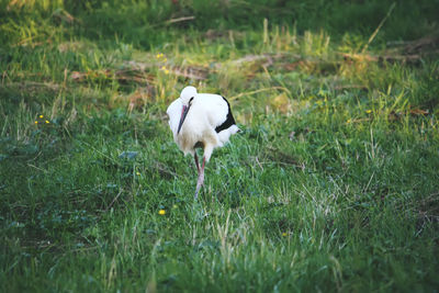 White duck on field