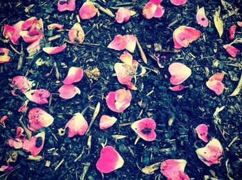High angle view of leaves on field