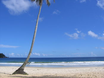 Palm tree growing on beach against sky