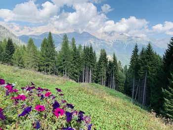 Scenic view of pine trees by mountains against sky