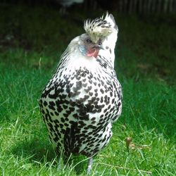 Close-up portrait of duck on field