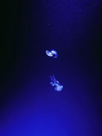 View of jellyfish swimming in sea