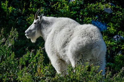 White horse in a field