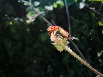 Close-up of insect on plant