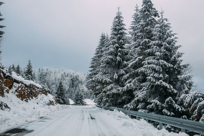 Snow covered road amidst trees against sky