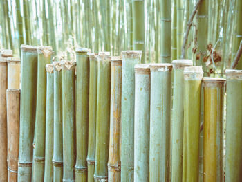 Close-up of bamboo