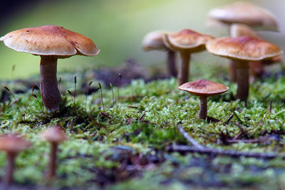 Close-up of mushrooms growing in forest