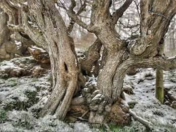 View of tree trunk in snow