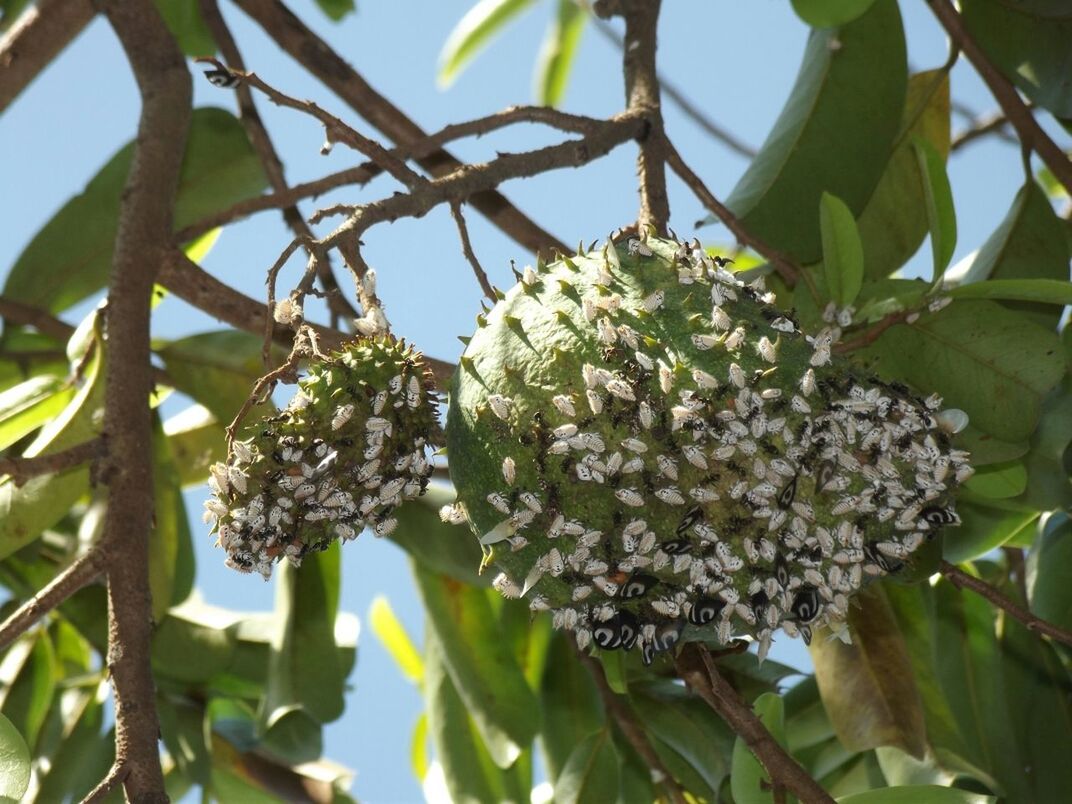 growth, freshness, leaf, branch, flower, nature, tree, close-up, beauty in nature, low angle view, plant, fragility, focus on foreground, green color, blossom, day, outdoors, white color, botany, no people