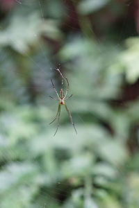 Close-up of spider on web