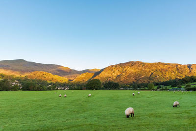 View of sheep grazing in field