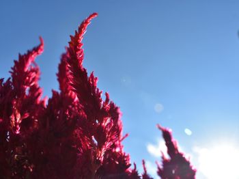 Low angle view of red flowering plants against blue sky