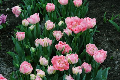 Close-up of pink flowers blooming in field