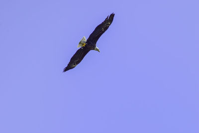 Low angle view of eagle flying in sky