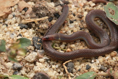 Close-up of lizard on ground