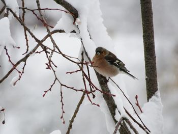 Bird perching on a snow