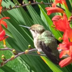 Close-up of bird perching on flower