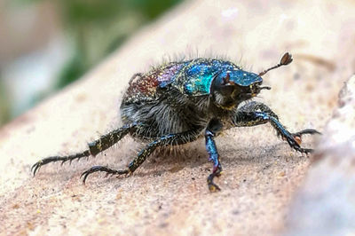 Close-up of insect