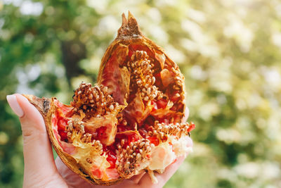 The fruit of a wild pomegranate in a woman's hand against a background of bright green.