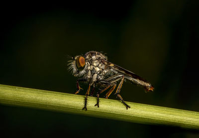 Close-up of insect