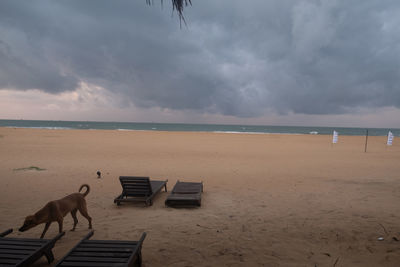 View of a dog on beach