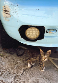 Cat on a car
