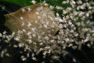 Close-up of flowers