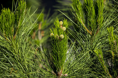 Close-up of pine tree on field