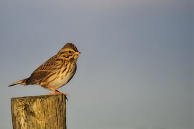 Close-up of bird perching on wood