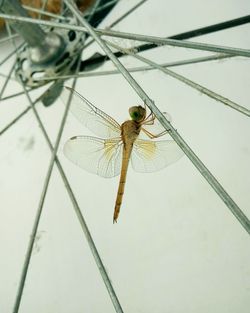 Close-up of insect perching on leaf