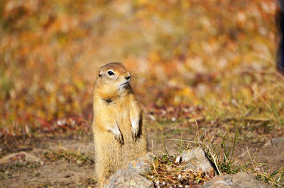 Close-up of squirrel on rock