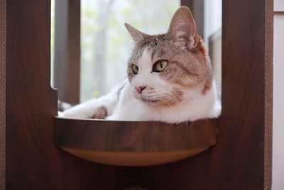 domestic animals
