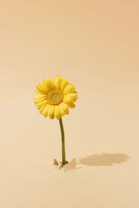 Close-up of yellow flower against white background