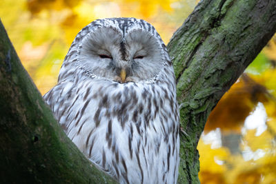 Close-up of owl perching on tree trunk