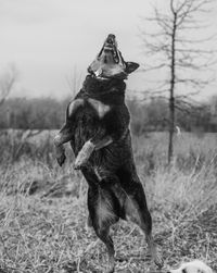 Low angle view of dog rearing up on field against sky