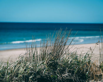 Plants growing on beach against sky