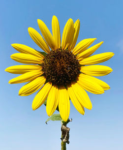 Close-up of yellow sunflower against sky