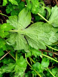 Close-up of wet plant leaves during rainy season