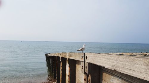 Seagull perching on wooden post by sea against clear sky