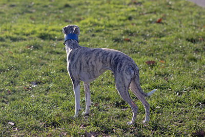 Close-up of dog standing on field