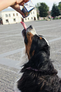 Close-up of a hand feeding dog