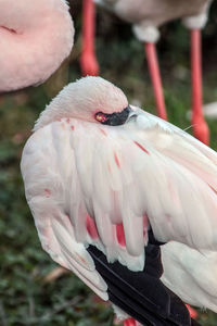 Close-up of flamingo resting