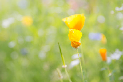 Close-up of yellow flowering plant on field