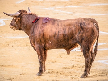 Cow standing in a horse