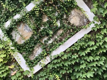 High angle view of lichen on plant