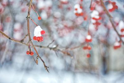 Close-up of cherry blossom on branch