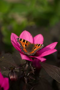 Close-up of butterfly pollinating on pink flower